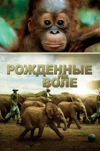 смотреть Рожденные на воле (2011)